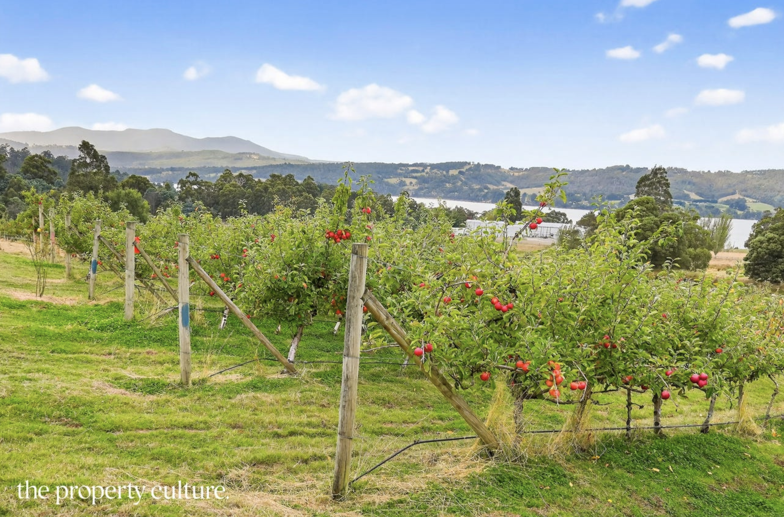 Apple orchard overlooking the valley and water